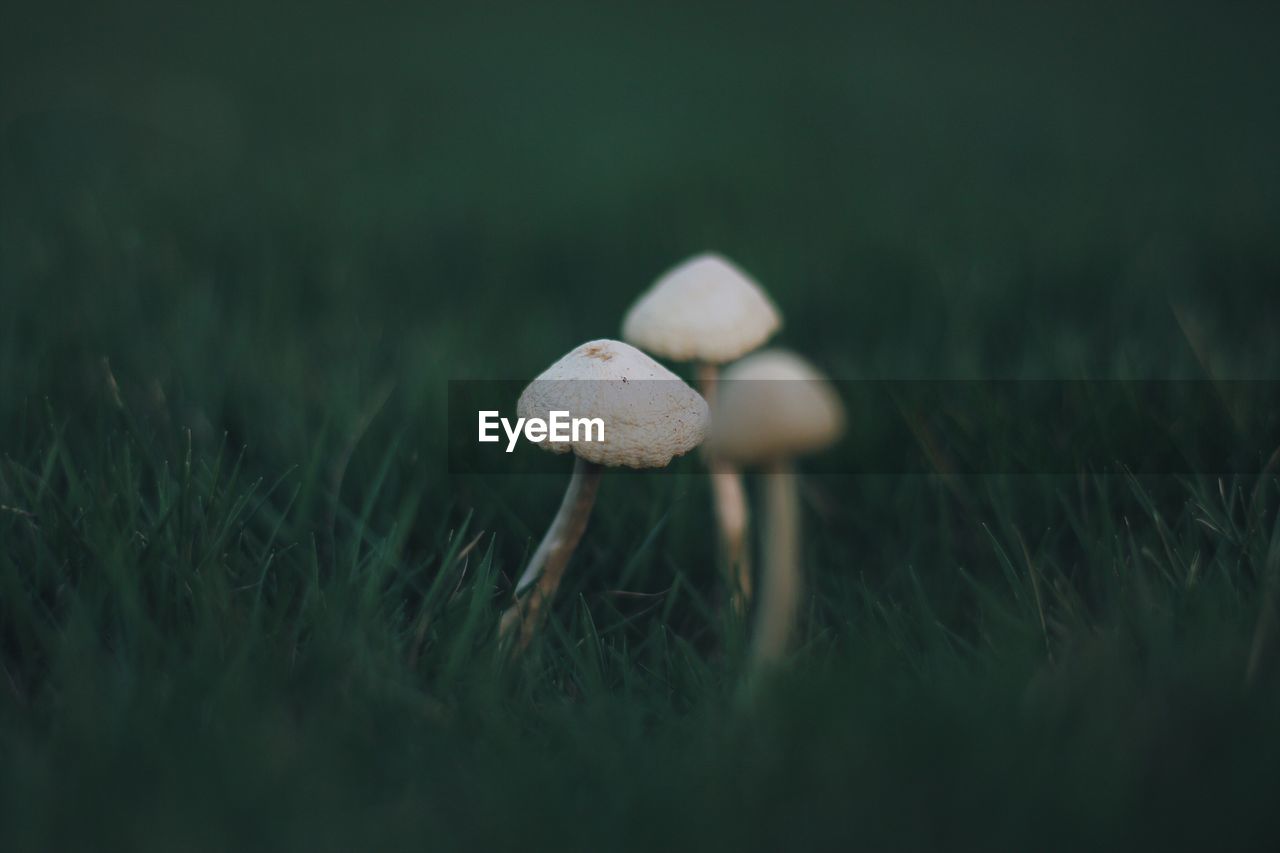 Close-up of mushrooms growing on grassy field