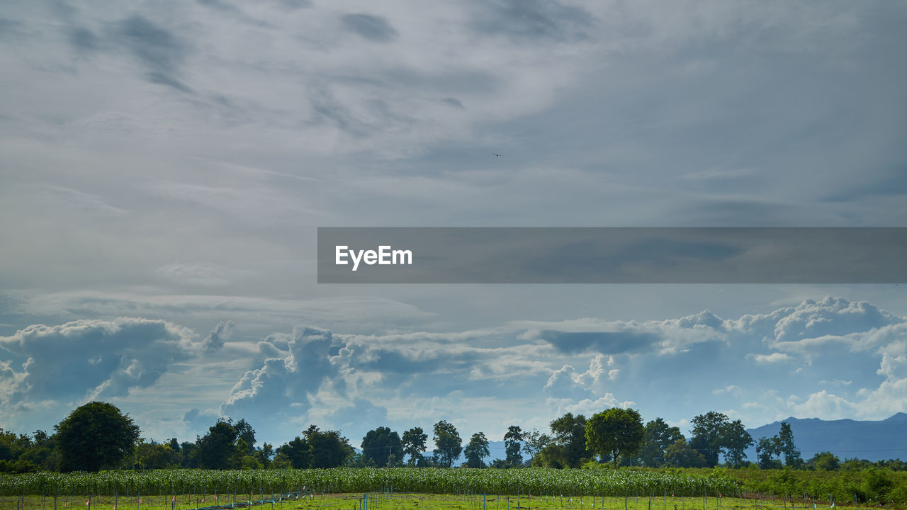 sky, cloud, landscape, environment, plant, horizon, field, nature, land, scenics - nature, plain, tree, beauty in nature, grassland, rural scene, agriculture, tranquility, hill, grass, no people, tranquil scene, growth, meadow, green, crop, prairie, farm, morning, rural area, outdoors, non-urban scene, day, pasture, idyllic, blue