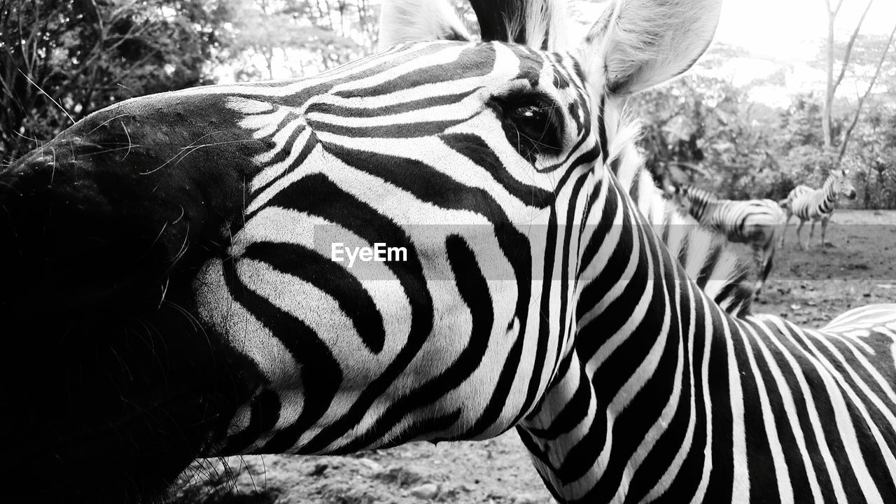 Close-up of zebra in forest