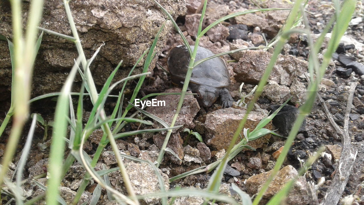 CLOSE-UP OF SNAKE ON FIELD