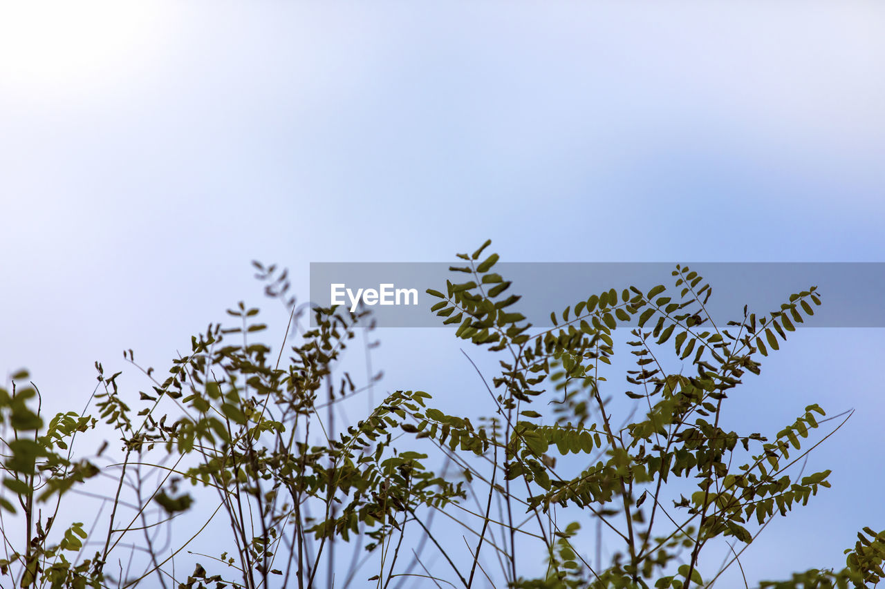 Low angle view of flowering plant against sky