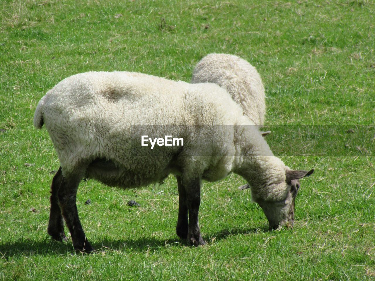 SHEEP GRAZING ON FIELD