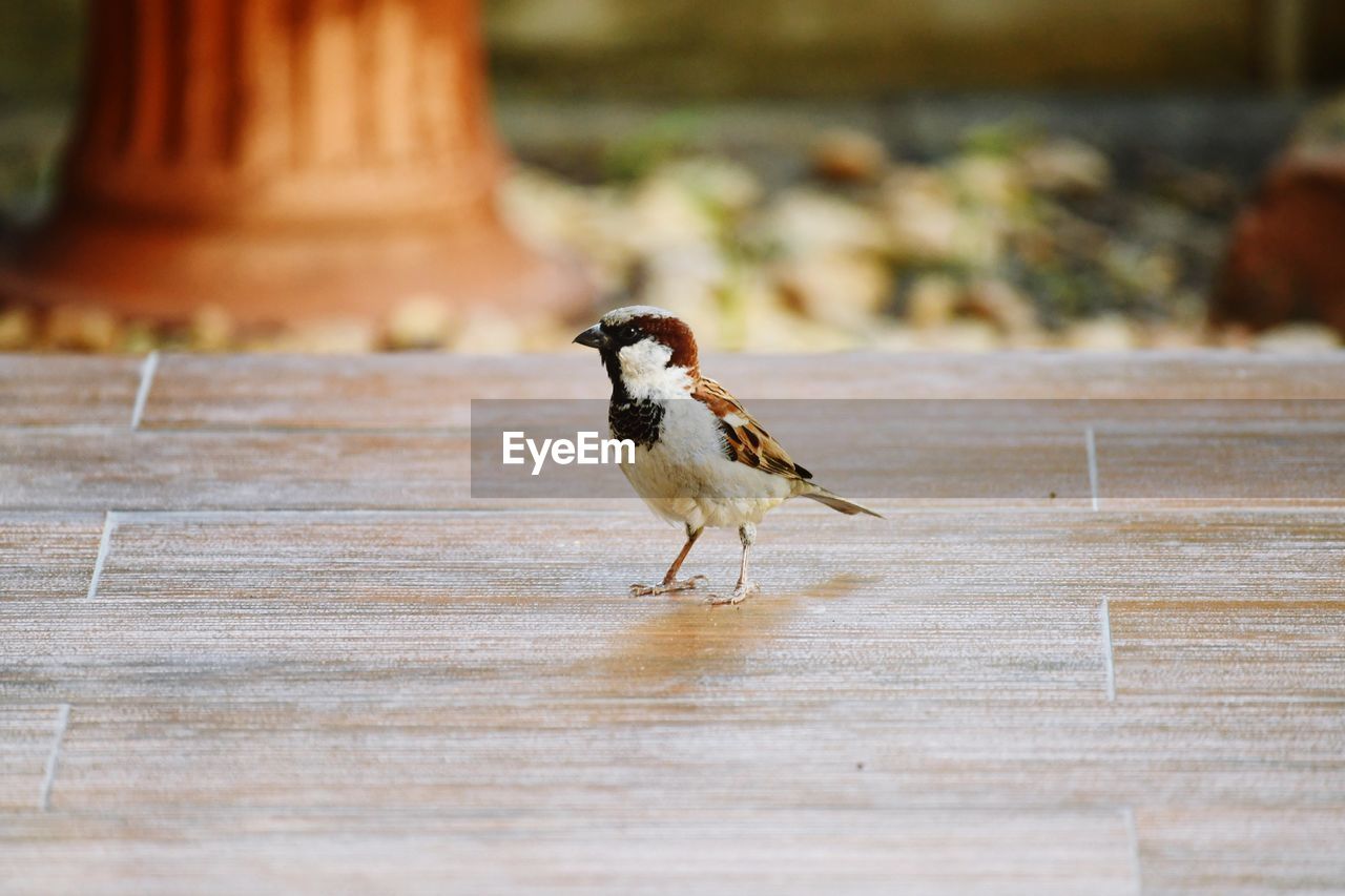 SIDE VIEW OF BIRD ON WOOD