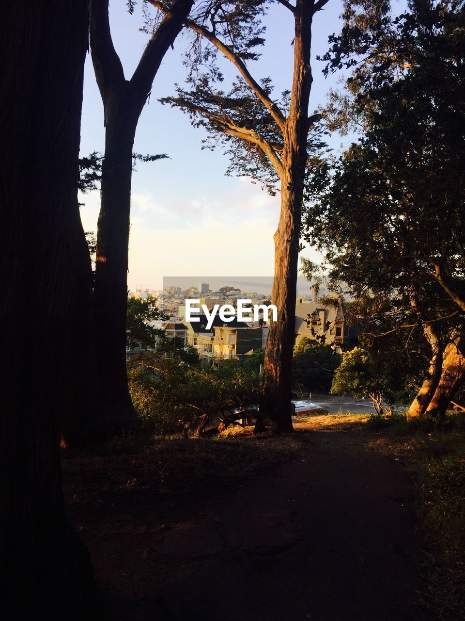 Trees at buena vista park in city