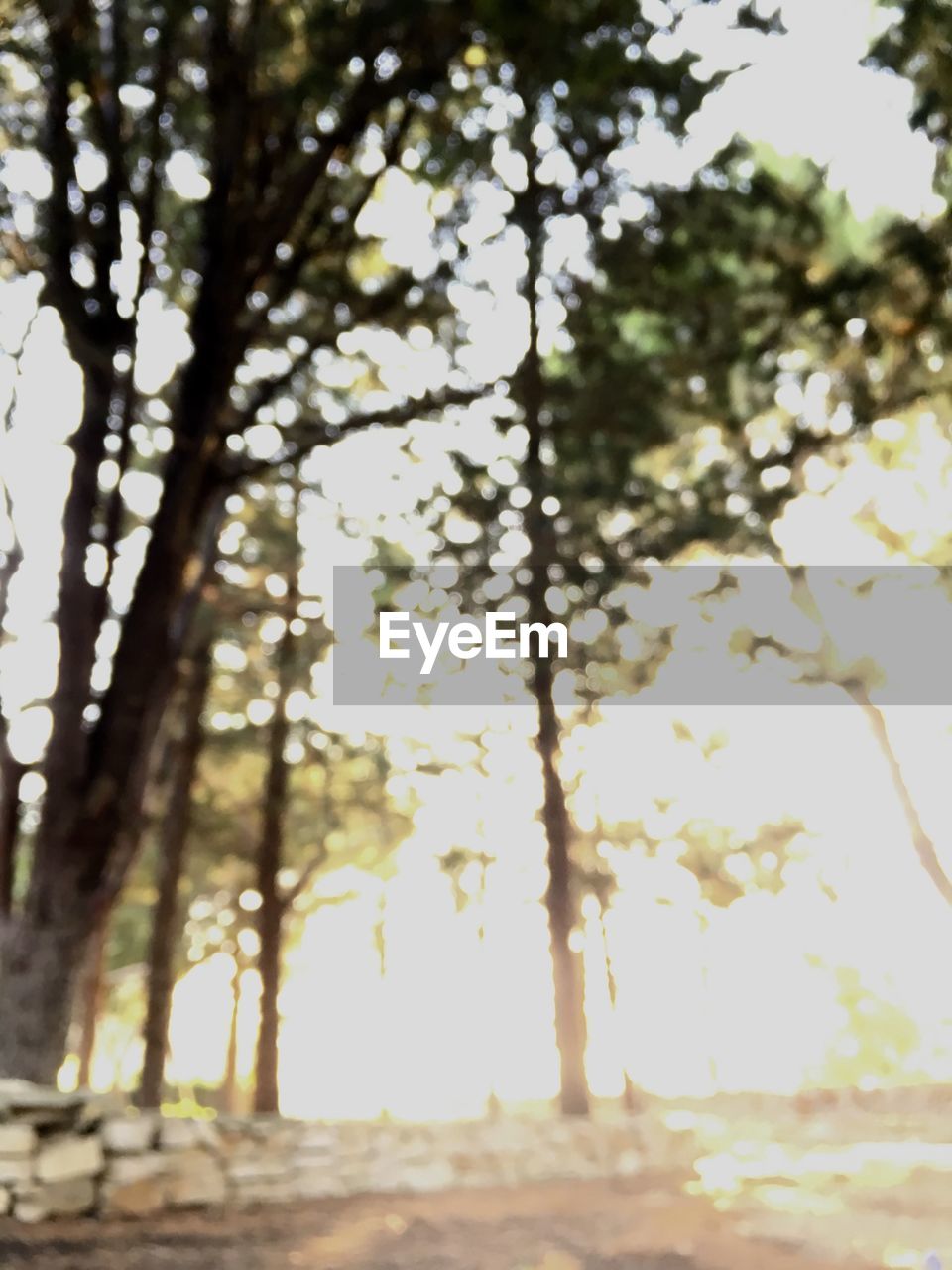 LOW ANGLE VIEW OF TREES IN FOREST