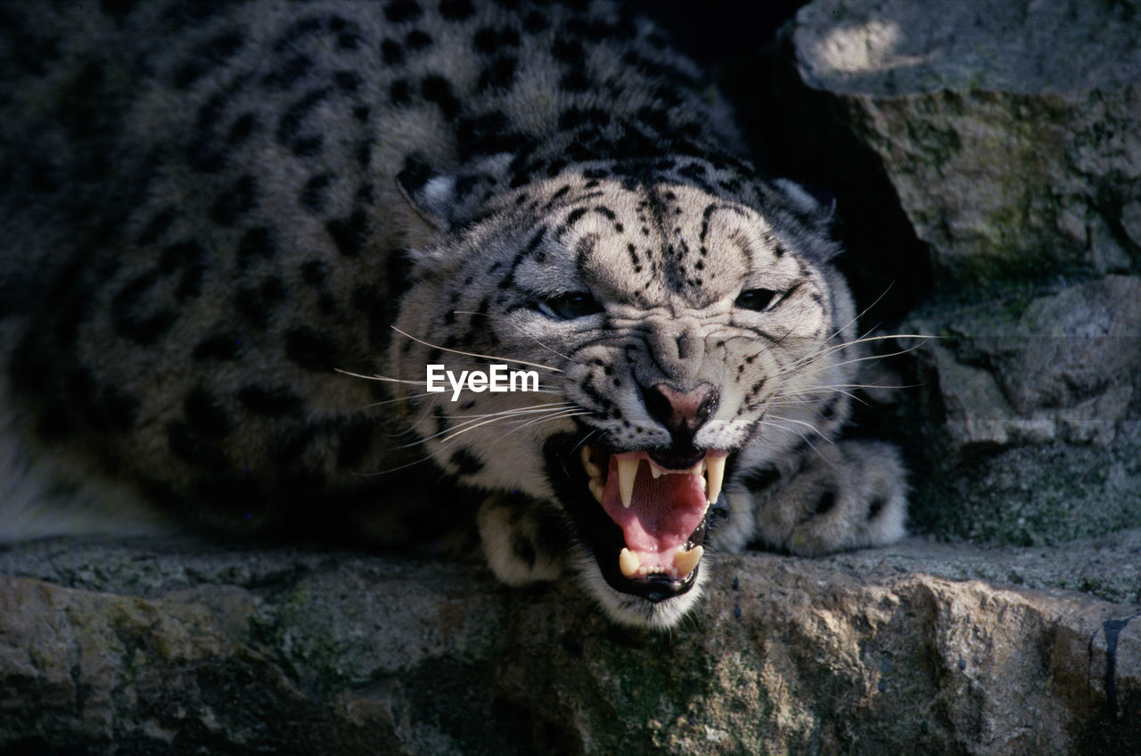 CLOSE-UP OF A CAT WITH A ROCK