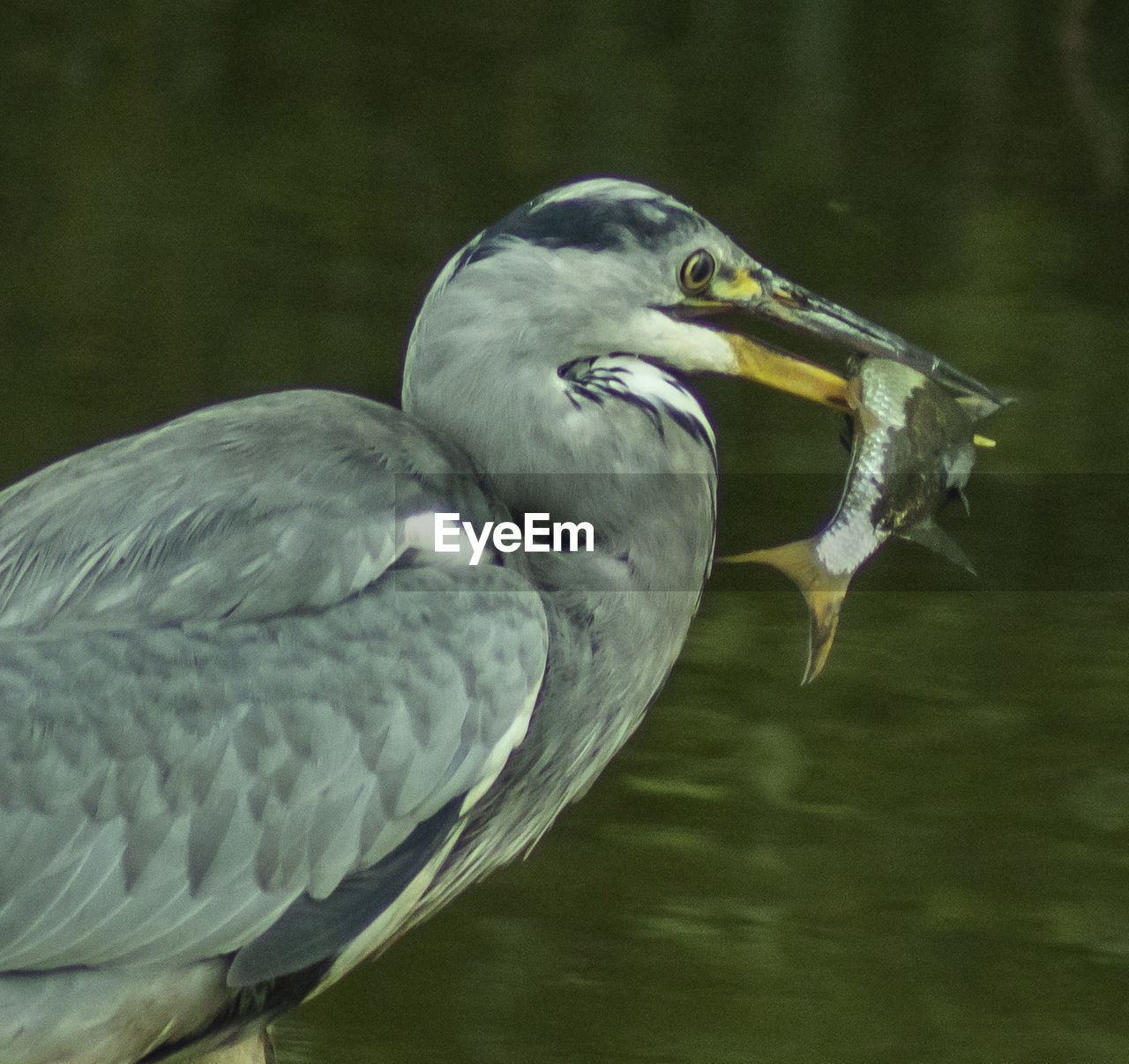 CLOSE-UP OF A BIRD IN LAKE