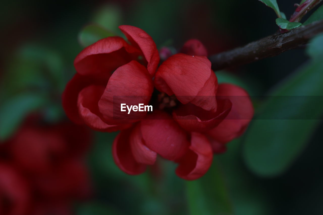 Close-up of red flowering plant