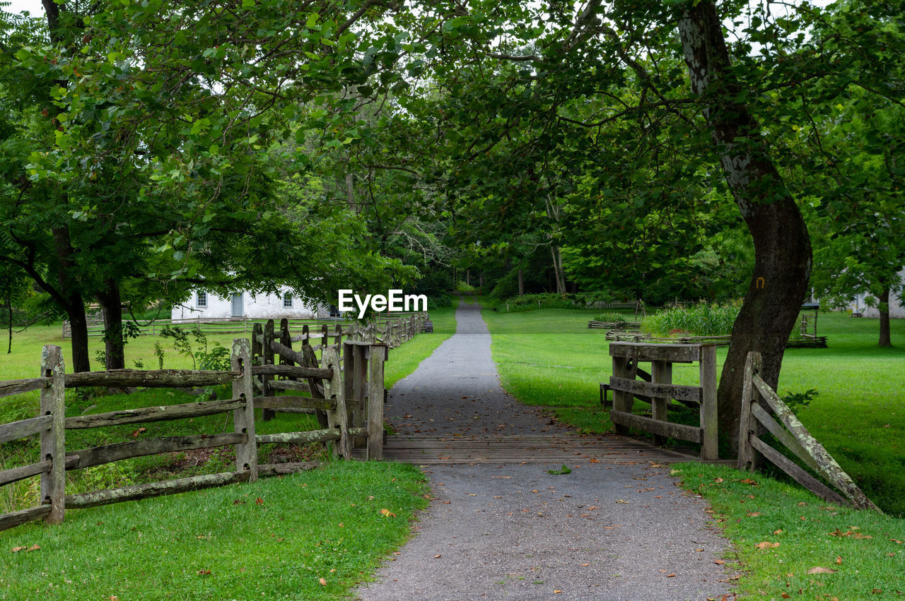 Walkway amidst trees and plants in park