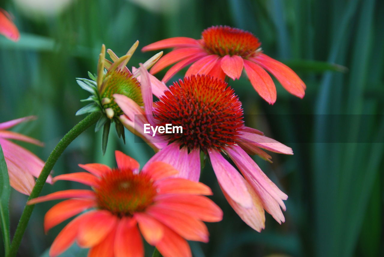 Close-up of red flowering plant