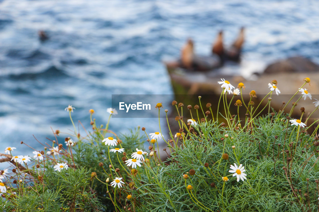 Close-up of flowers blooming by lake