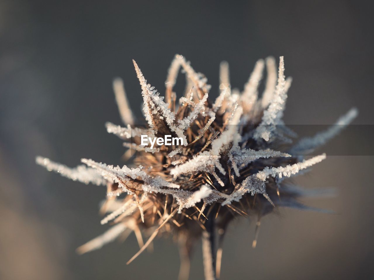 Close-up of frosted plant