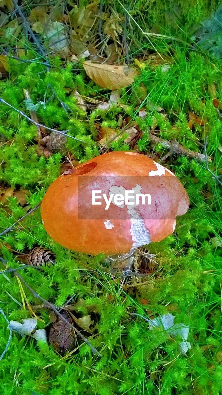 High angle view of mushroom growing on field