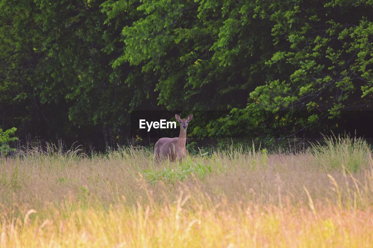 Deer on grassy field