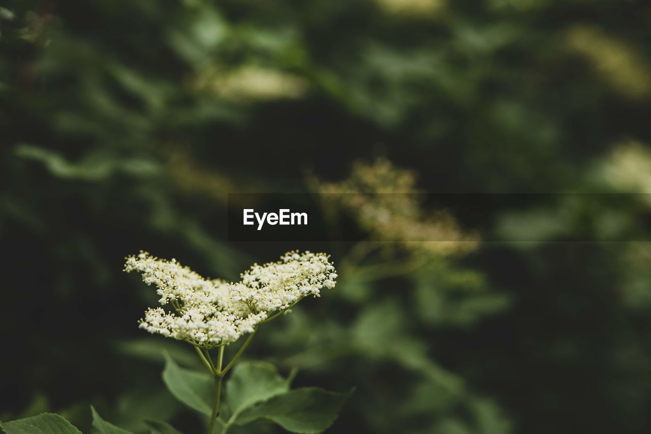 Close-up of flowering plant on field