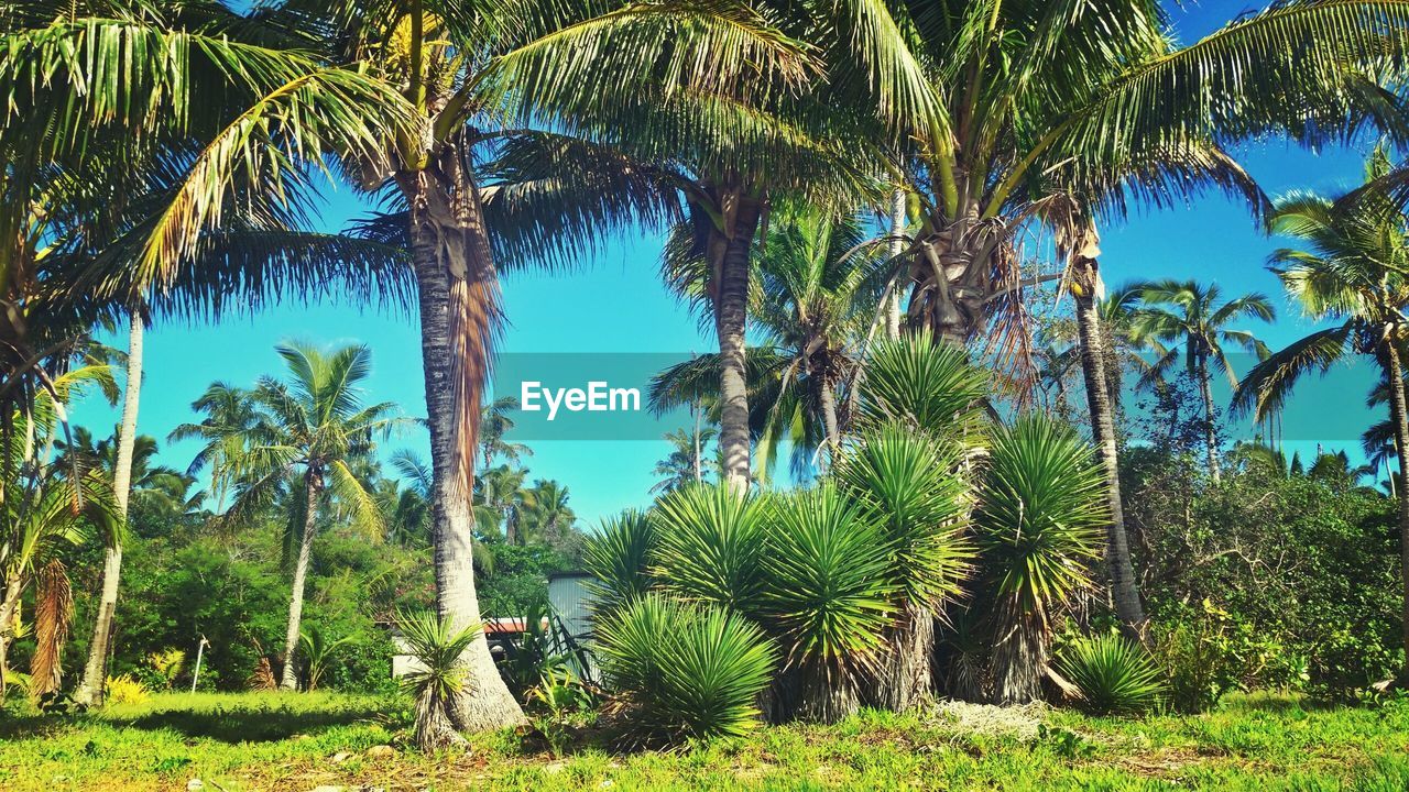 PALM TREES ON LANDSCAPE AGAINST BLUE SKY AND TREE