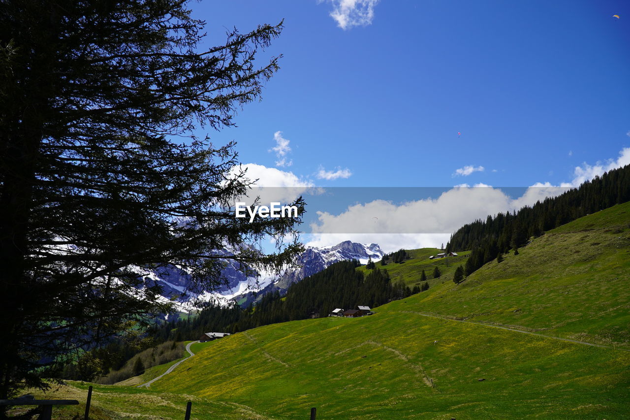 SCENIC VIEW OF TREES AND MOUNTAINS AGAINST SKY