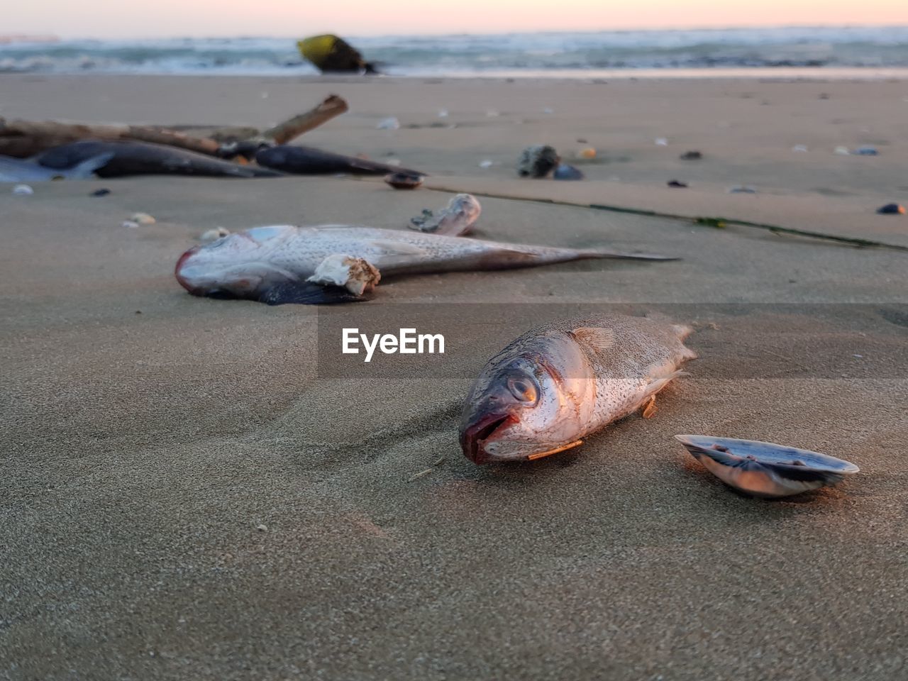 Dead fishes on the beach after the low tide