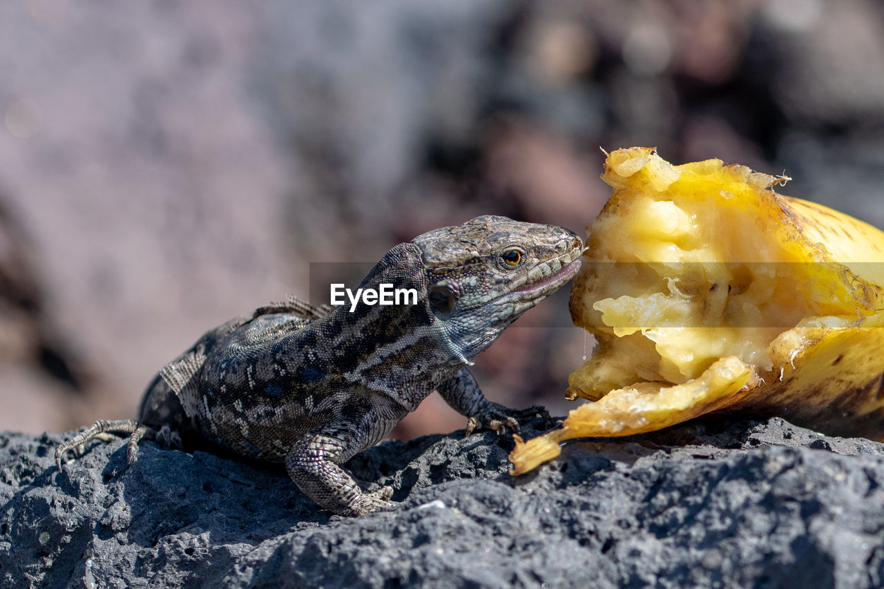 close-up of iguana on rock