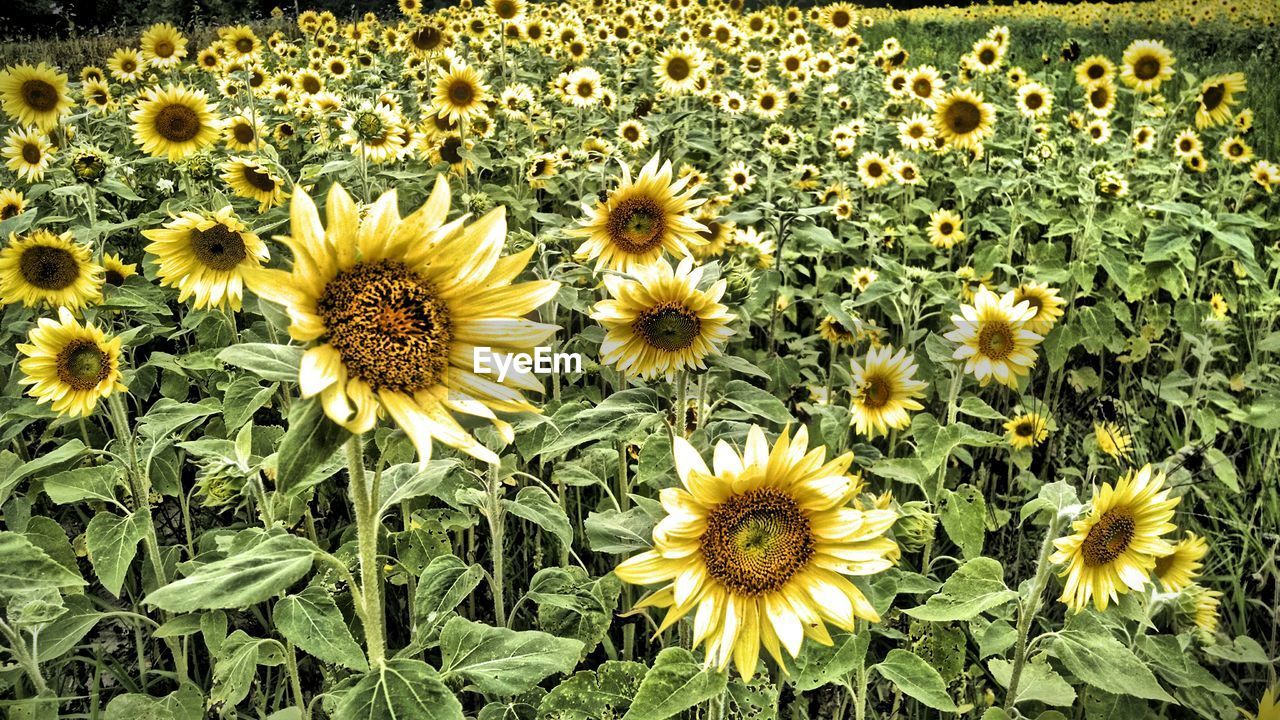 Sunflowers growing on farm