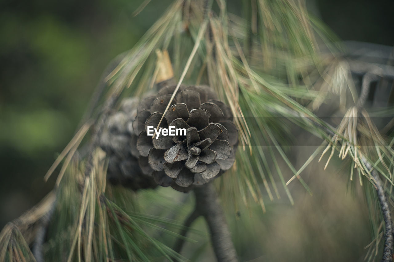 Close-up of pine cone