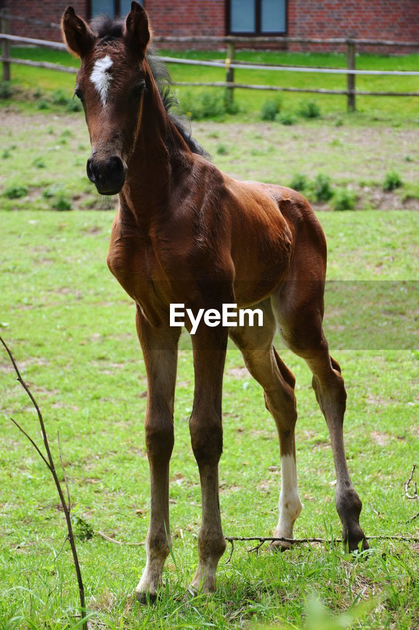 Horse standing in field