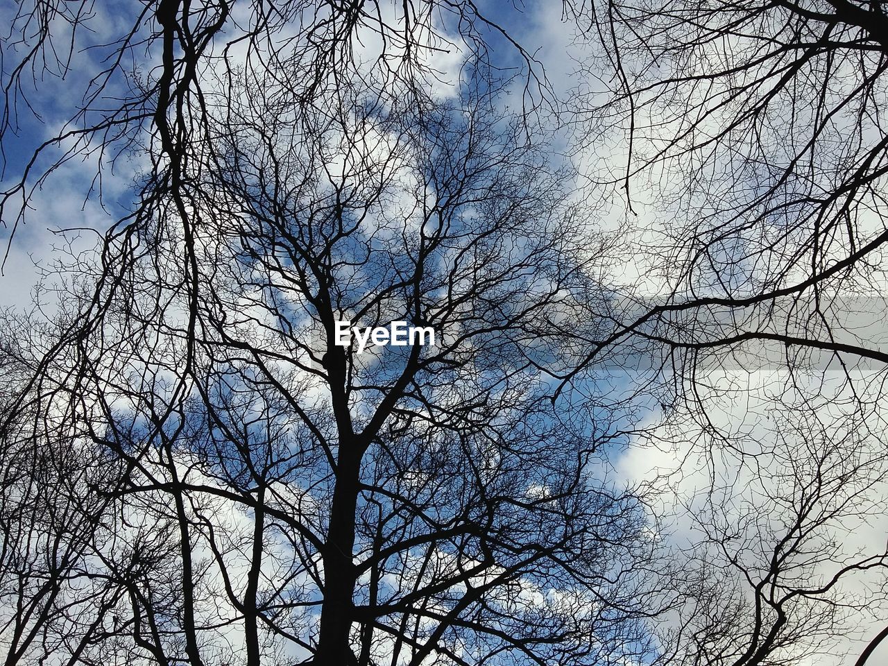 Low angle view of bare trees against sky