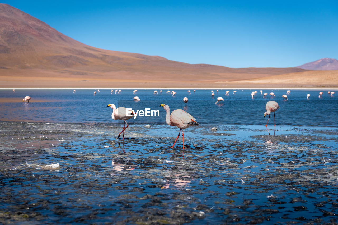 Flamingos in lake