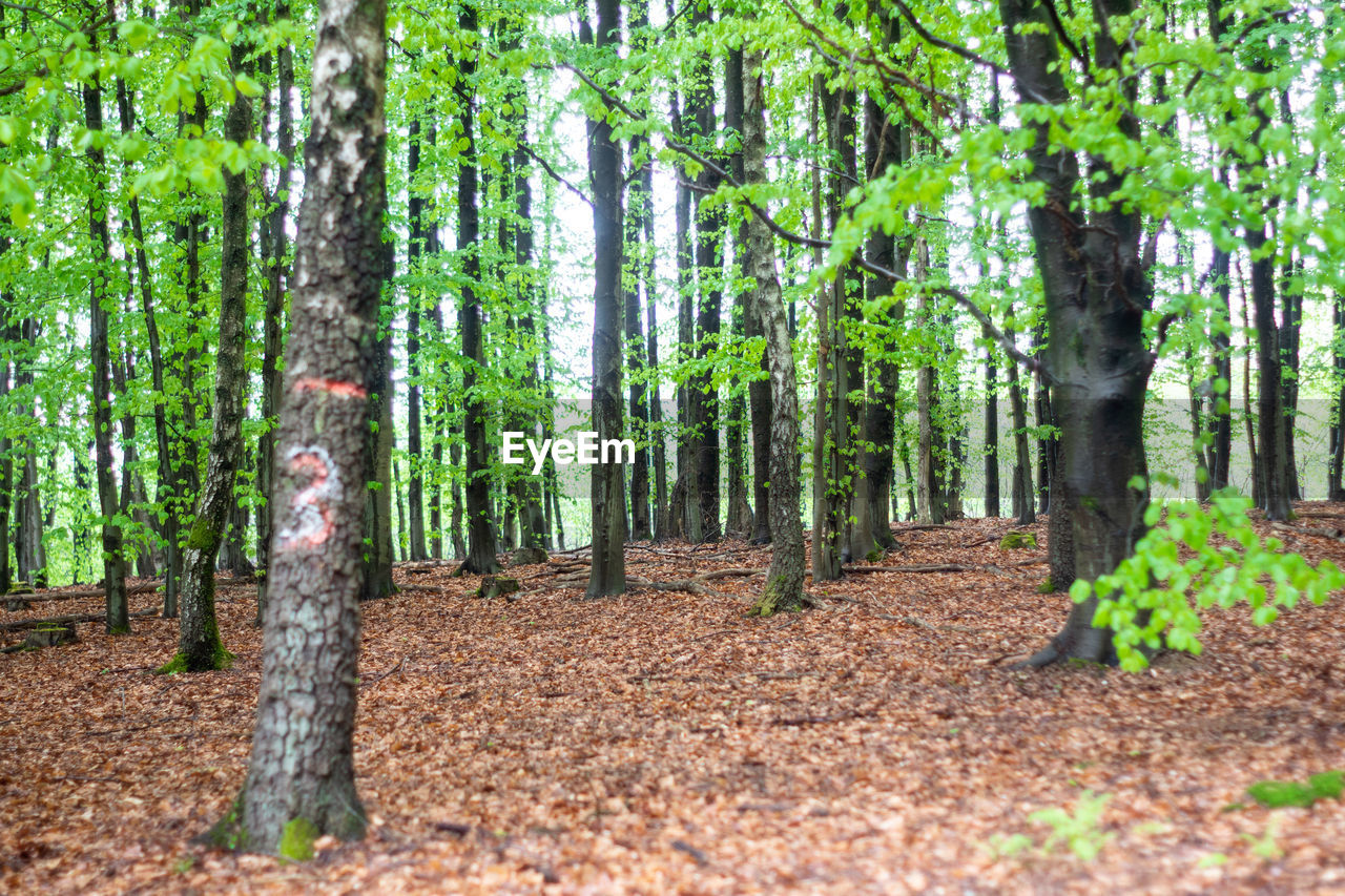 TREES GROWING IN FOREST