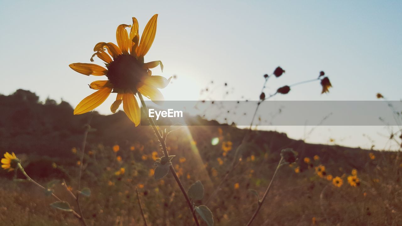 Close-up of yellow flowers blooming on field against sky