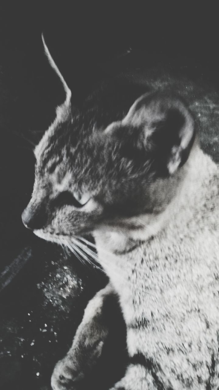 CLOSE-UP OF CAT RESTING ON FLOOR