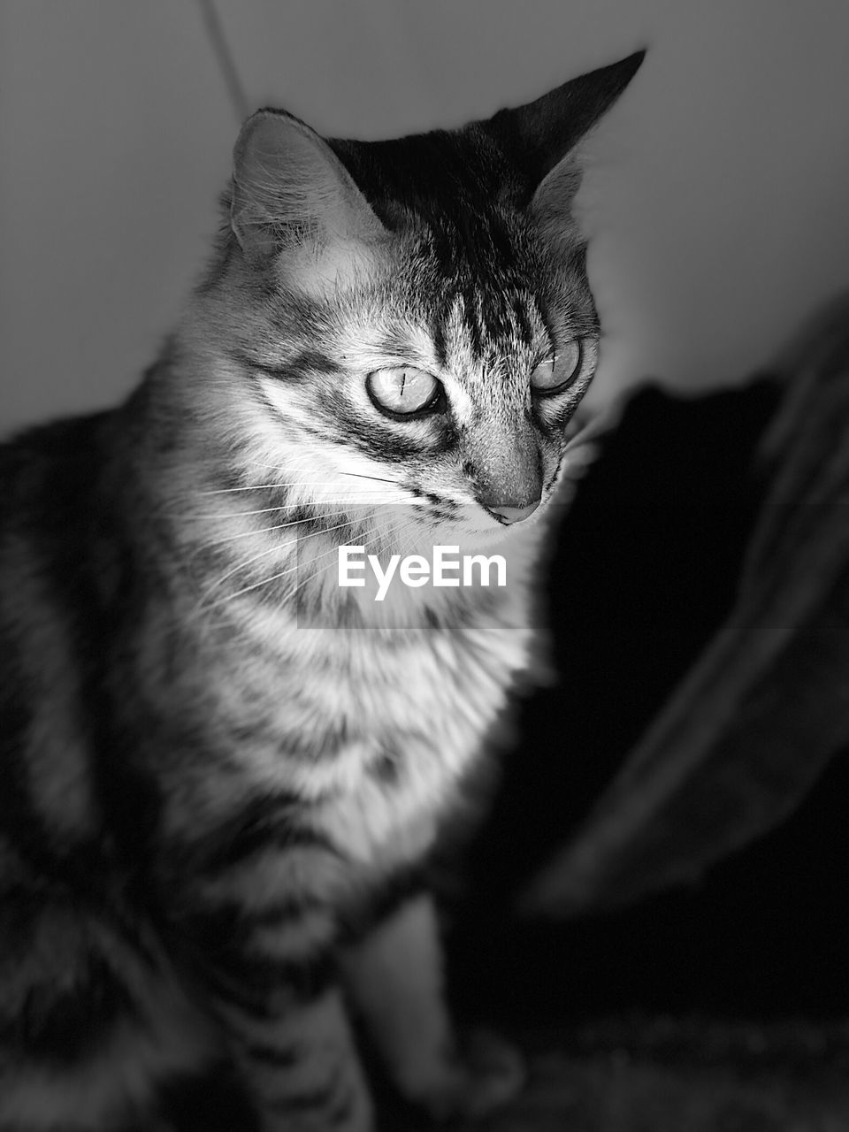 PORTRAIT OF TABBY CAT AT HOME