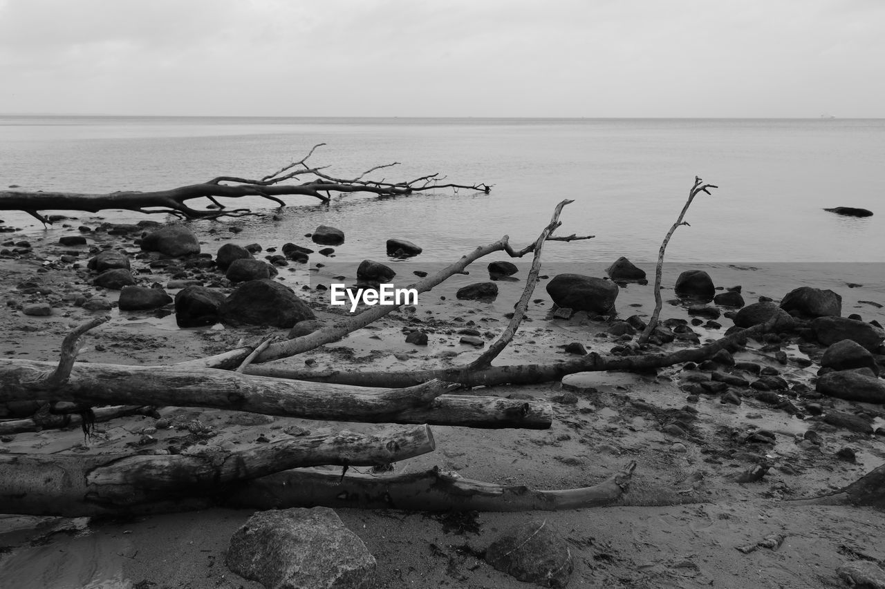 DRIFTWOOD ON BEACH