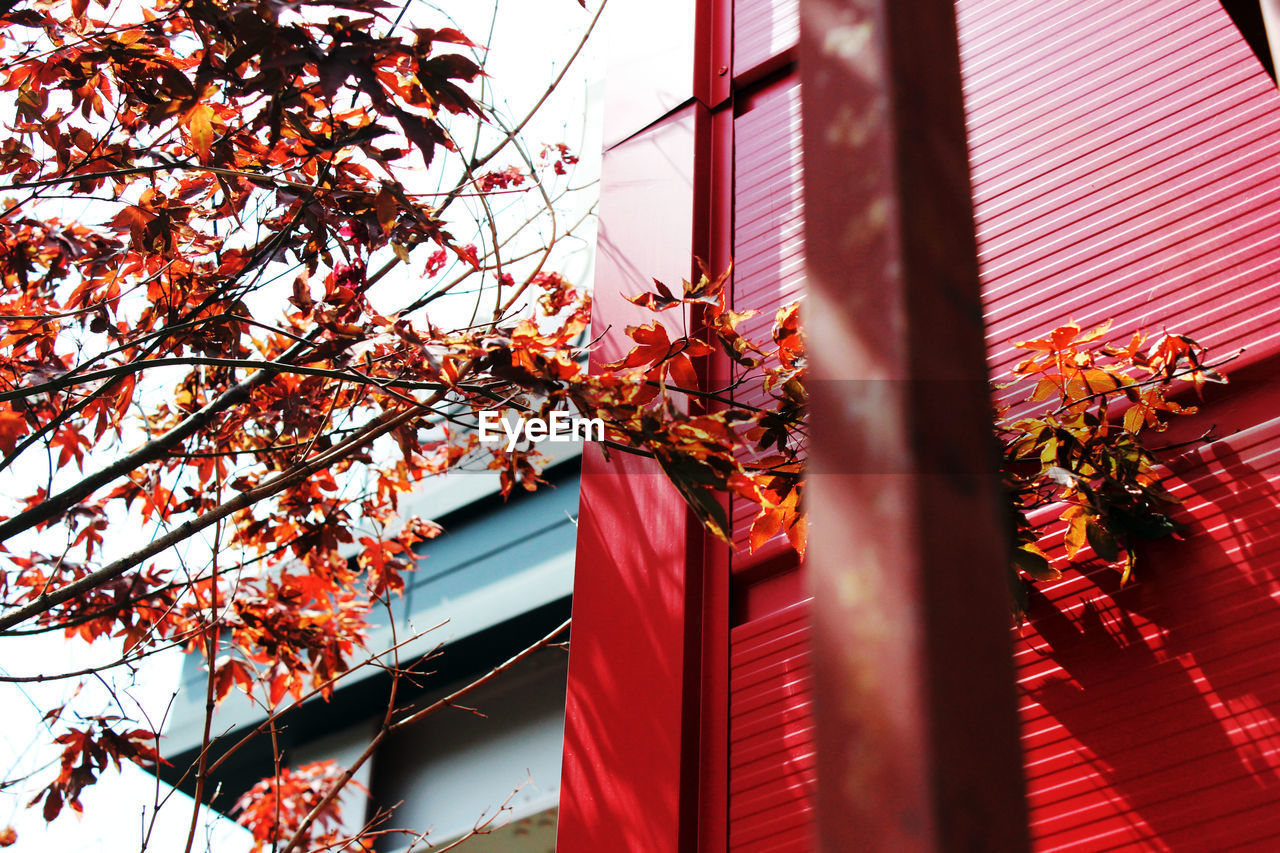 Low angle view of autumn tree by building