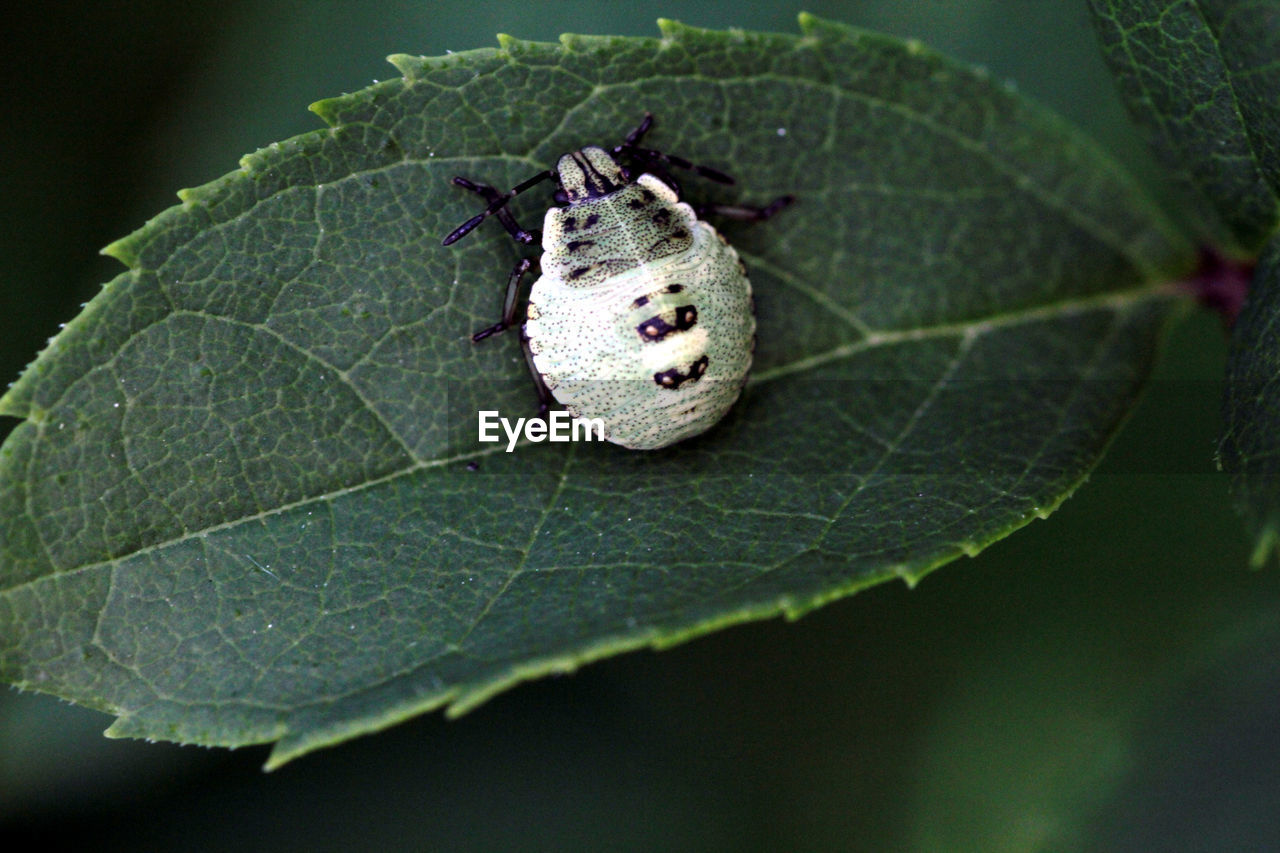 CLOSE-UP OF INSECT ON PLANT