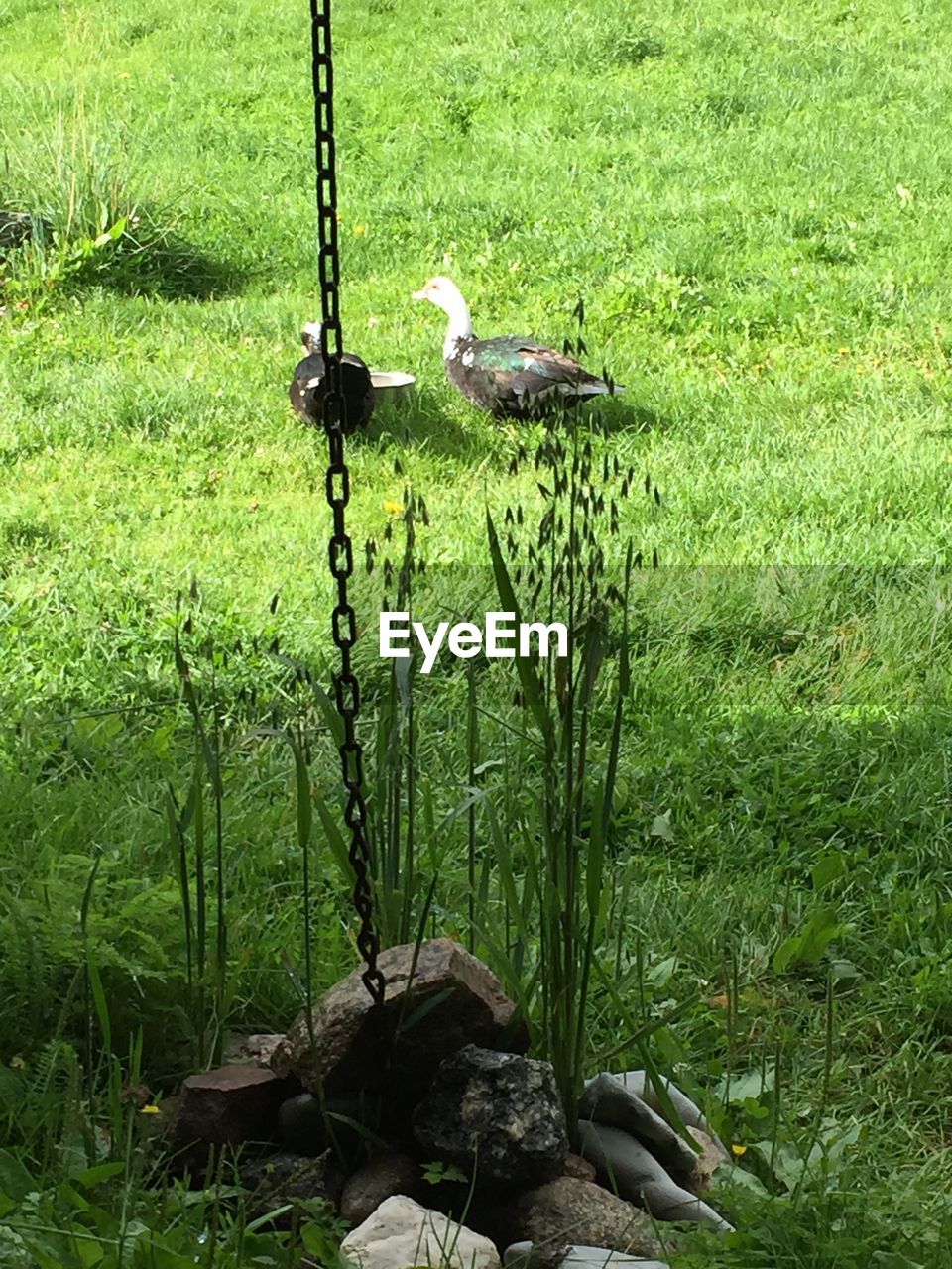 High angle view of ducks on grassy field