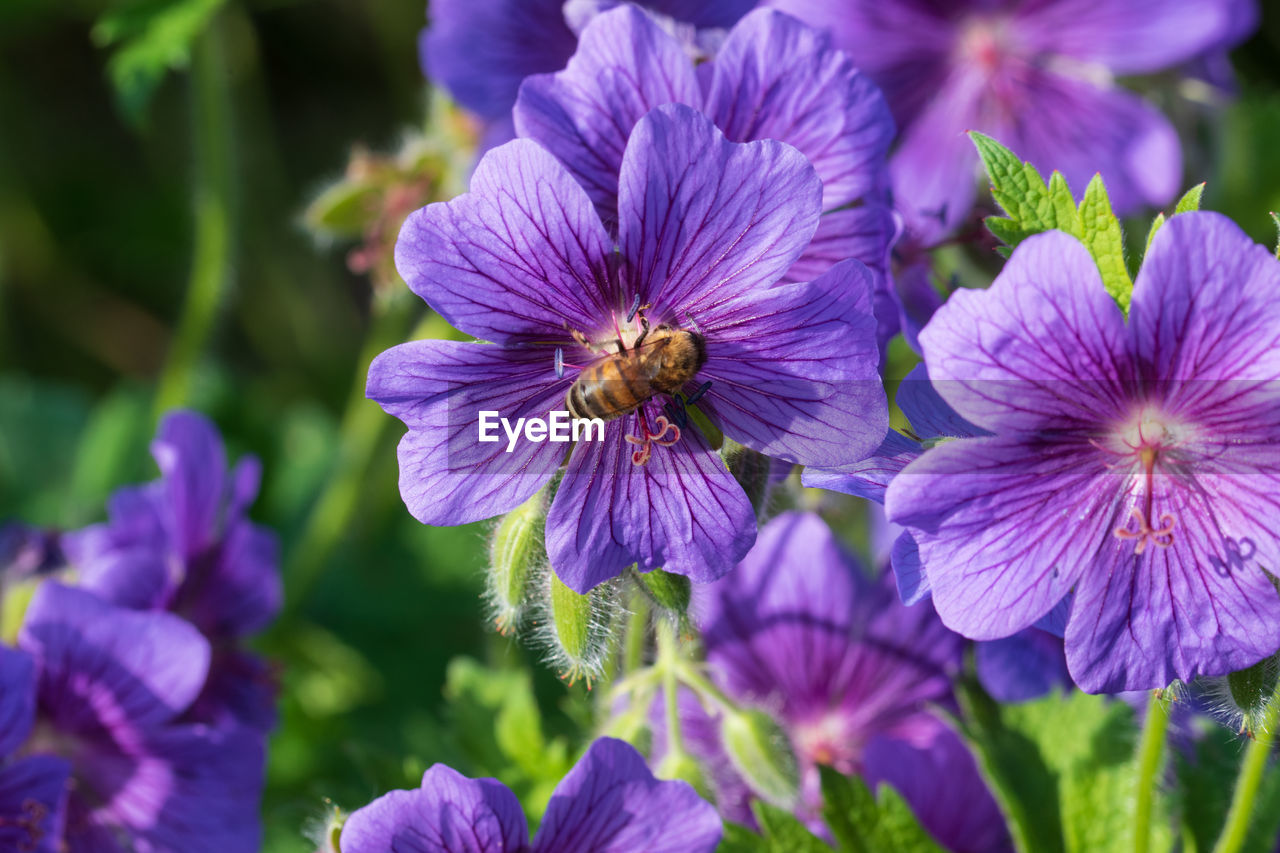 close-up of purple flowers