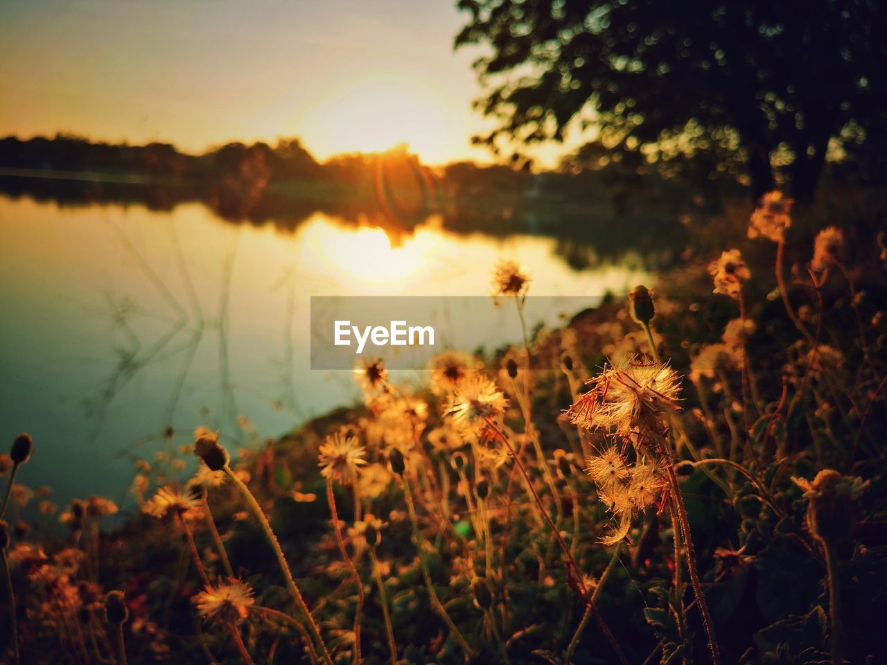 Close-up of silhouette plants by lake against sky during sunset