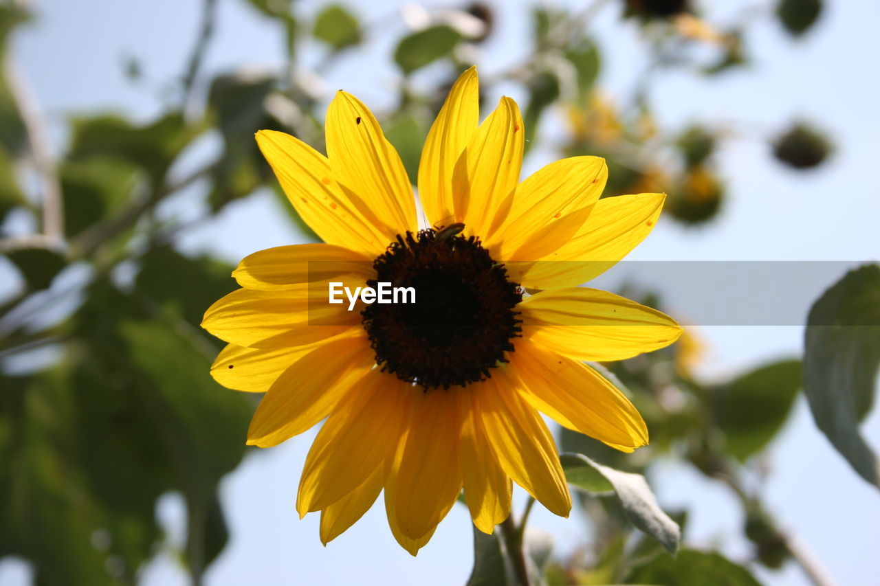 CLOSE-UP OF YELLOW FLOWER AGAINST BLURRED BACKGROUND