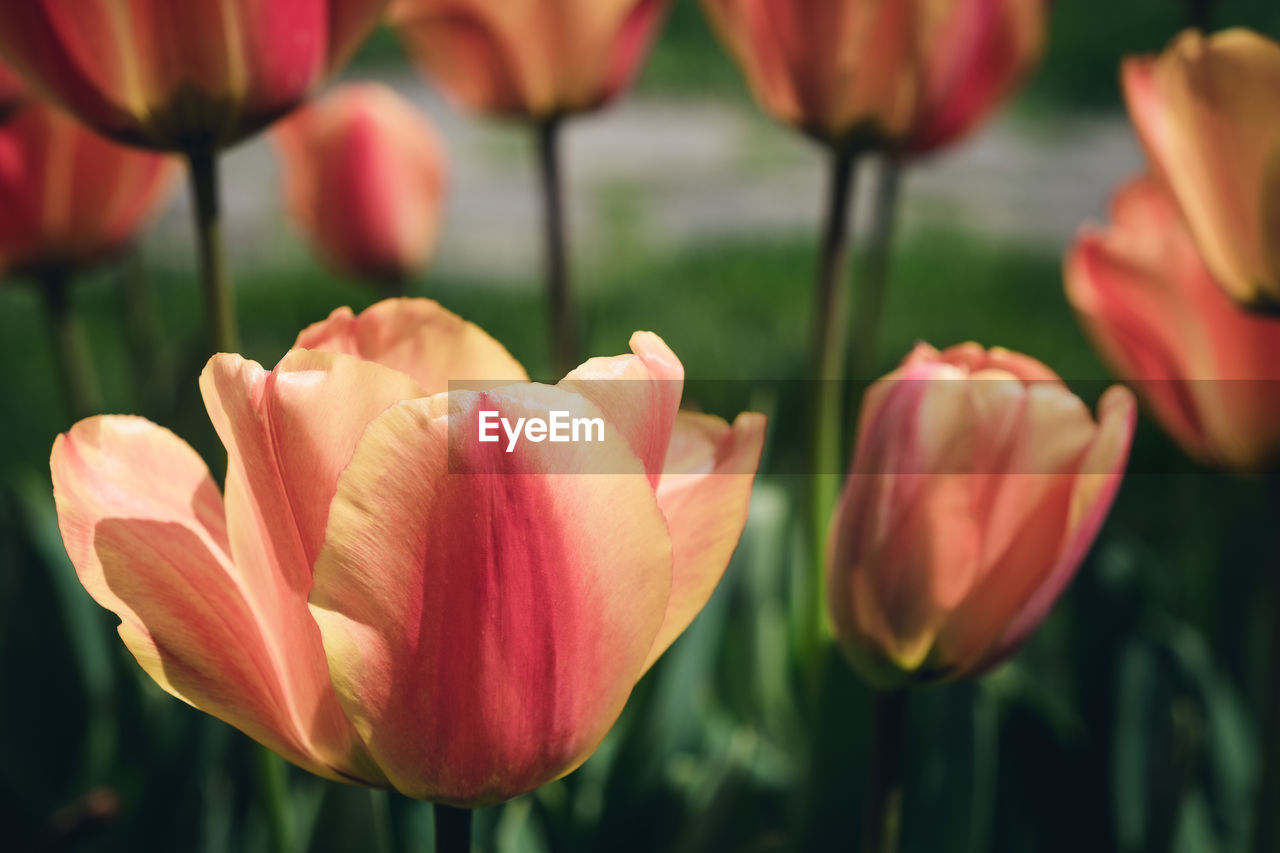 Close-up of pink tulips