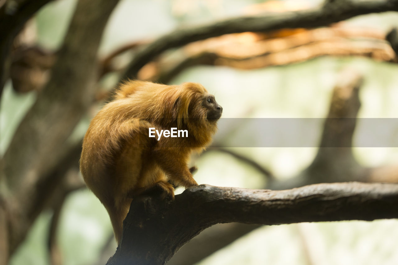 CLOSE-UP OF MONKEY ON BRANCH AGAINST TREE