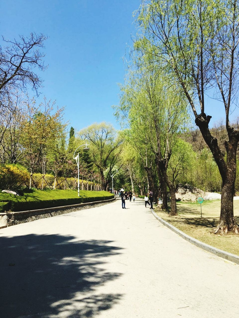 PATHWAY ALONG TREES IN PARK