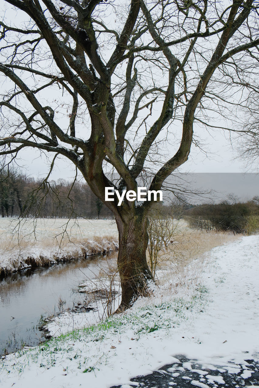 BARE TREE BY SNOW COVERED LANDSCAPE