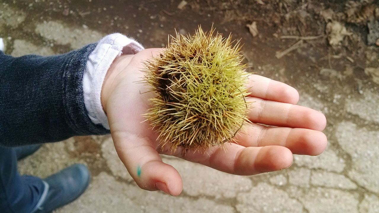 Low section of person holding chestnut