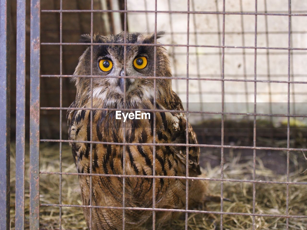 Portrait of owl in cage