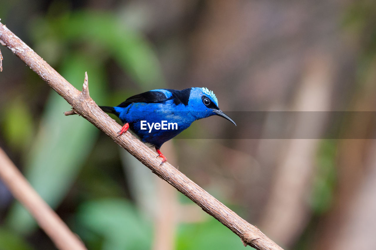 Red-legged honeycreeper - cyanerpes cyaneus perching on a branch