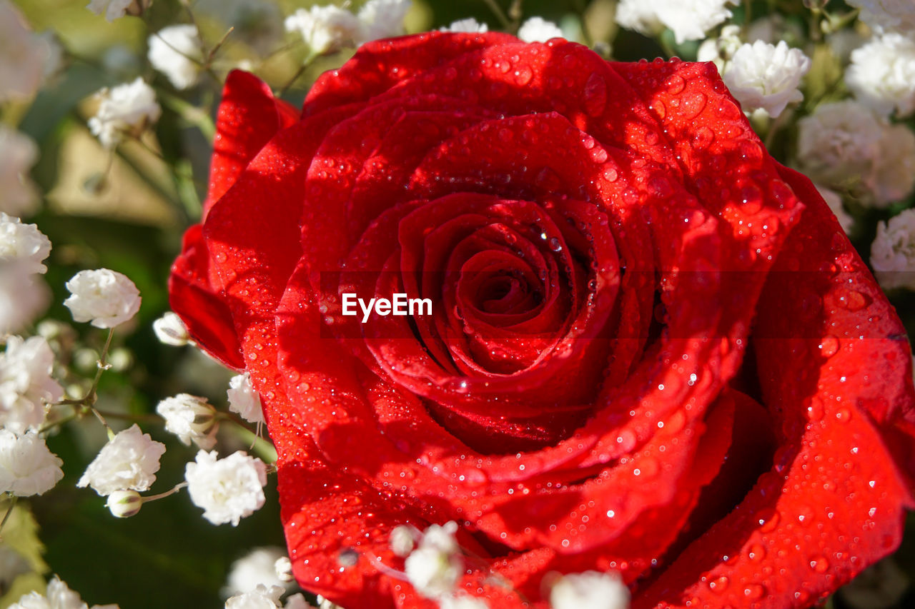 CLOSE-UP OF RED ROSE