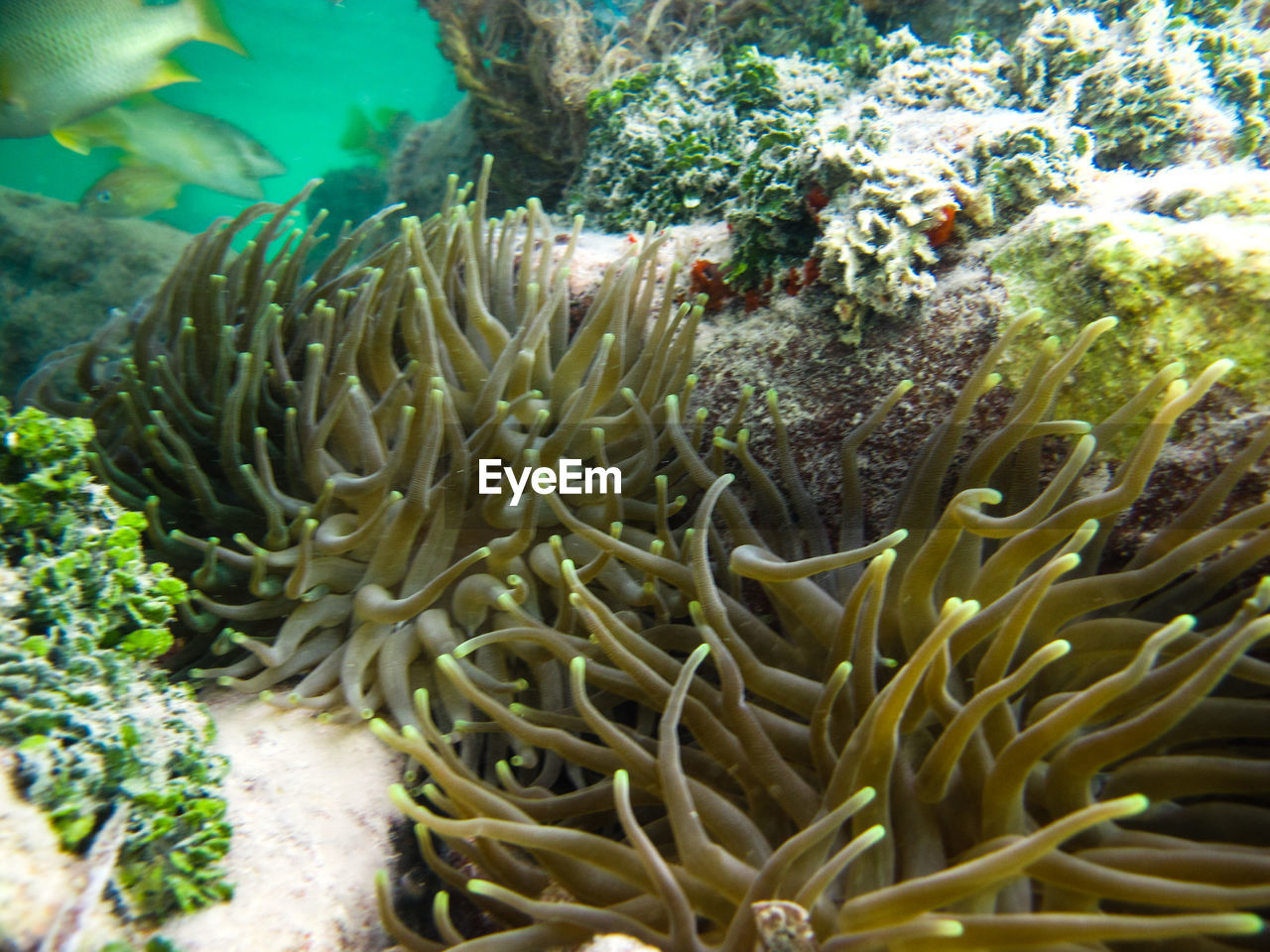 CLOSE-UP OF CORAL UNDERWATER