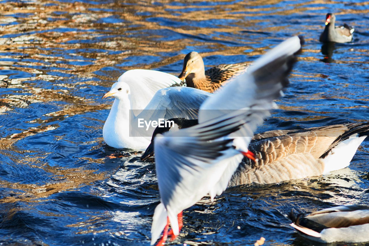 VIEW OF SEAGULLS AND DUCKS SWIMMING IN LAKE