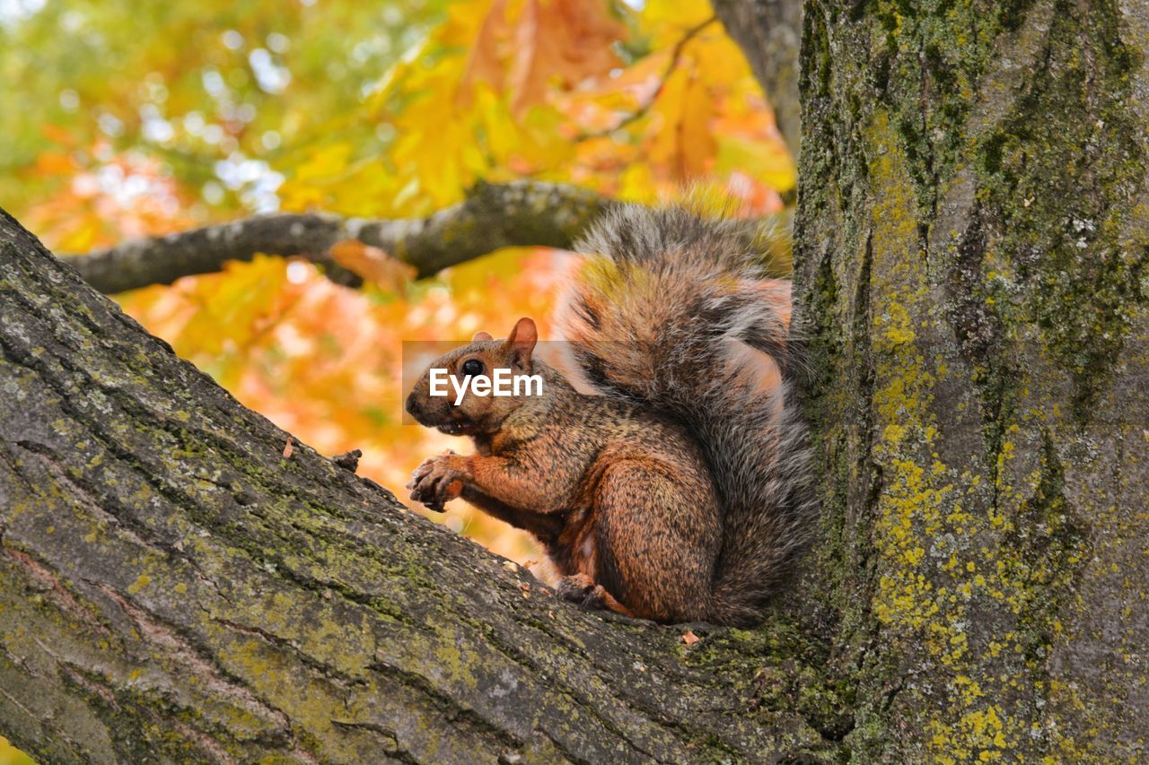 Low angle view of squirrel on tree trunk